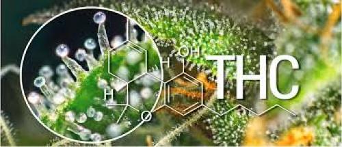 THC Found More Important for Therapeutic Effects in Cannabis than Originally Thought