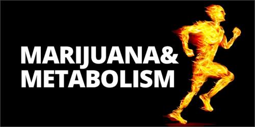 The Odd Science Behind Marijuana And Metabolism