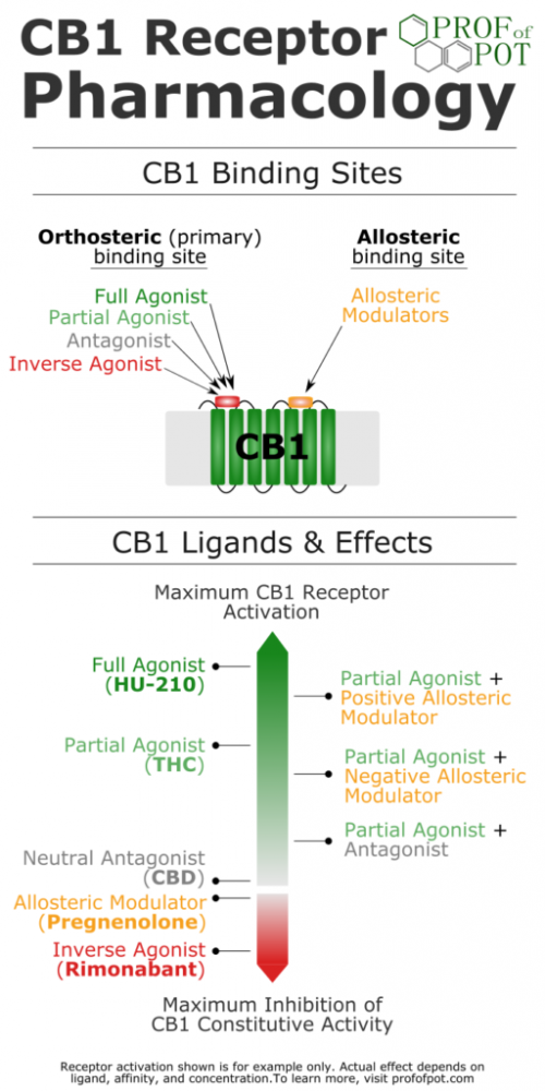 THC and CBD, What Else Interacts With CB1 Cannabinoid Receptors?