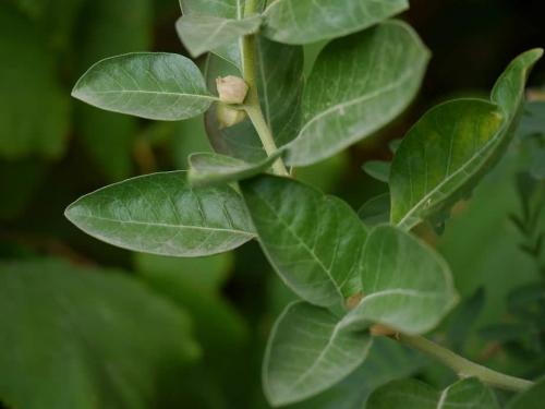 5 Brilliant Benefits of Ashwagandha