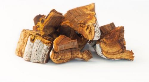 Chaga Mushroom: This Unusual Tree Fungus is a Medicinal Powerhouse