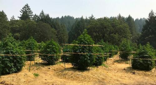 Why Choose Sungrown Cannabis, and What Makes Outdoor Cultivation Superior?