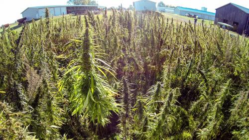 Oregon: As Hemp Takes Off, Regulators Lag Behind