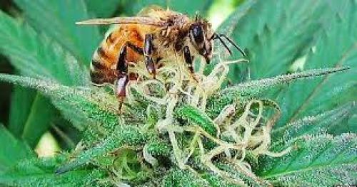 by Joel Hathaway: Not Quite So Sweet: Hemp & the Honeybee