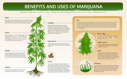 14 Amazing Uses and Medical Benefits of Marijuana – MMJ