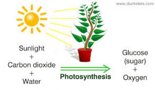 Photosynthesis is WAY Crazier than you Think! | #TeamTrees