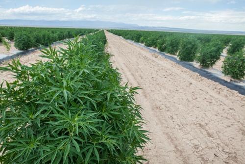 How to Identify Hemp Buds.