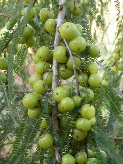 Growing Amla Tree