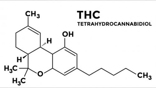 The history of cannabis research